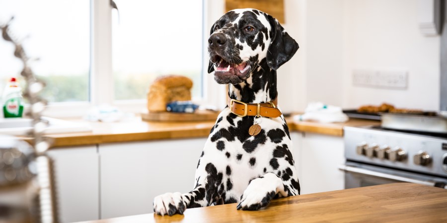 Dalmatian in a kitchen at Canine Cottages